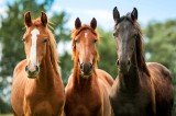 Товары для лошадей