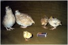 Маньчжурские золотистые, 1мес