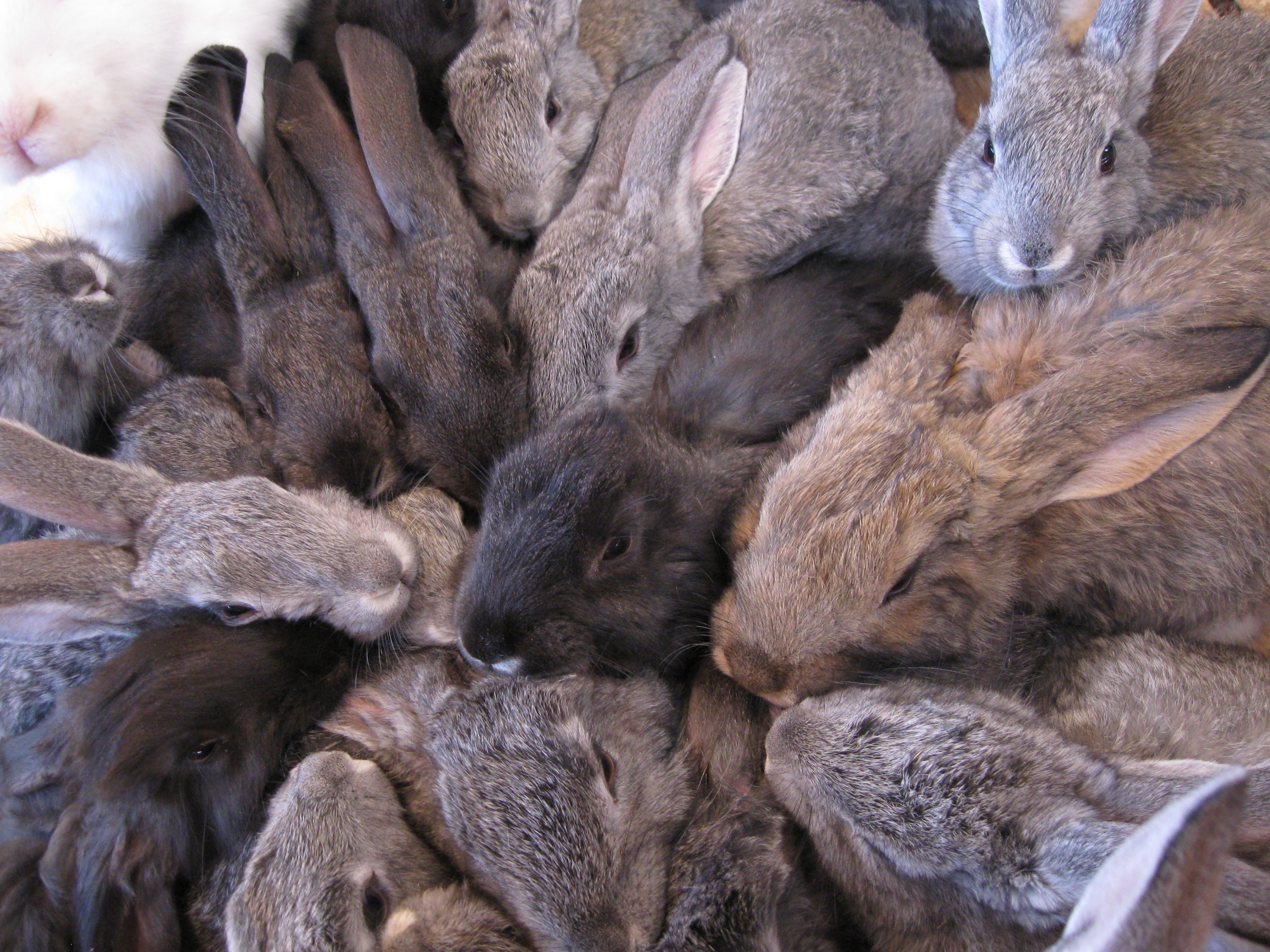 много кроликов-бизнес на кроликов