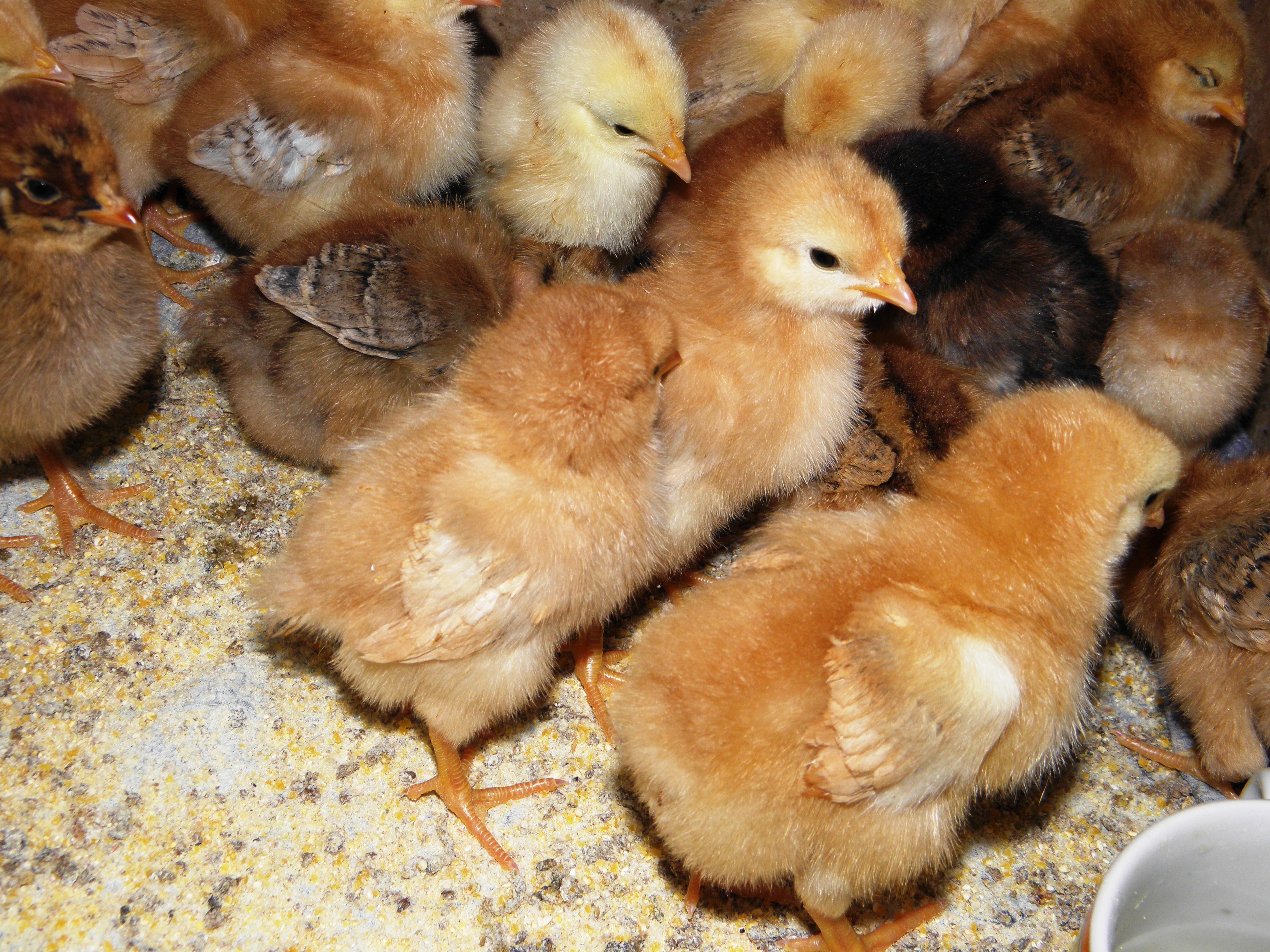 Купить цыплят в саратовской области