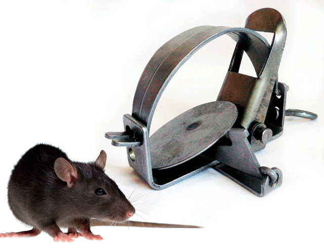 Капкан от крыс и мышей средний