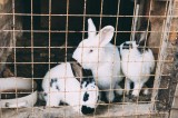 Товары для кролиководства