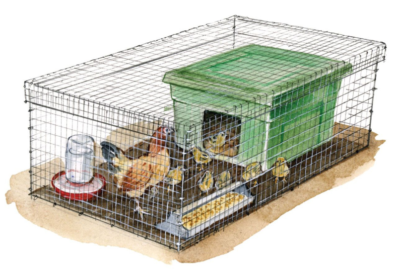 Нормы посадки цыплят в брудерах