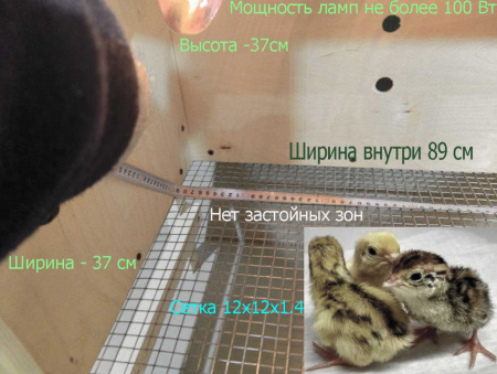 Брудер клетка "Нежность-эконом" для перепелов