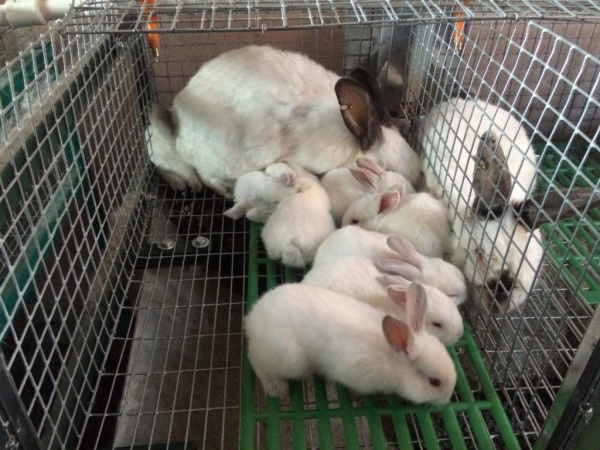 Клетка "КМ6С-кроль-стандарт" для кролиководства Клетка "КМ6С-кроль-стандарт" для кролиководства