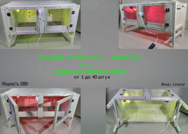 Брудер "Нежность-эконом" для цыплят