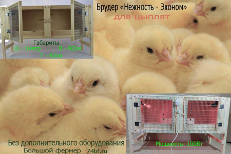 Клетка "Нежность-эконом" для цыплят