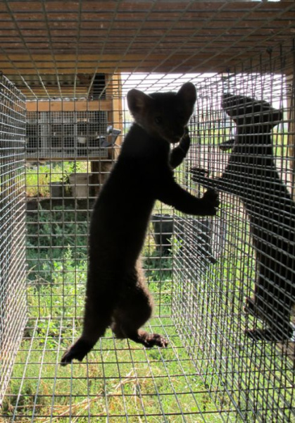 Клетка для разведение соболя