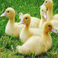 Товары и оборудование для гусят Товары и оборудование для гусят