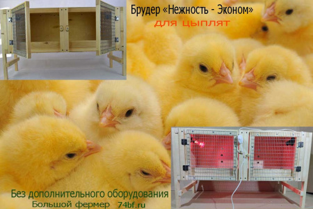 Брудер Нежность-эконом