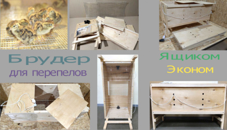 (Брудер клетка Ящик-эконом)