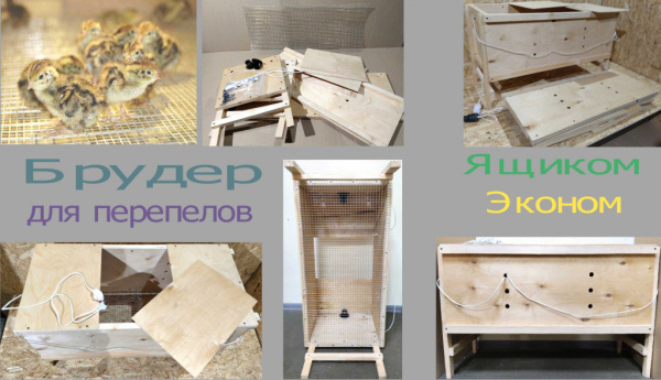 (Брудер клетка Ящик-эконом)