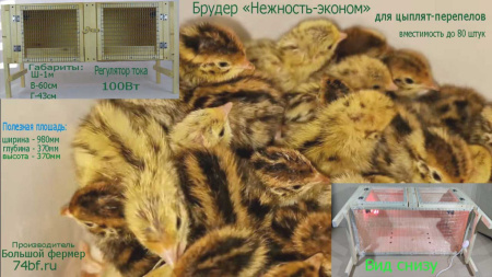 Брудер "Нежность-эконом" для перепелов