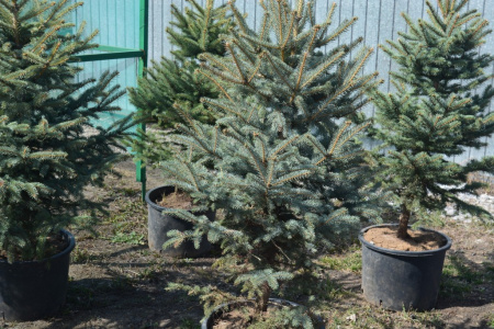Ель колючая голубая ЗКС 40-50 см