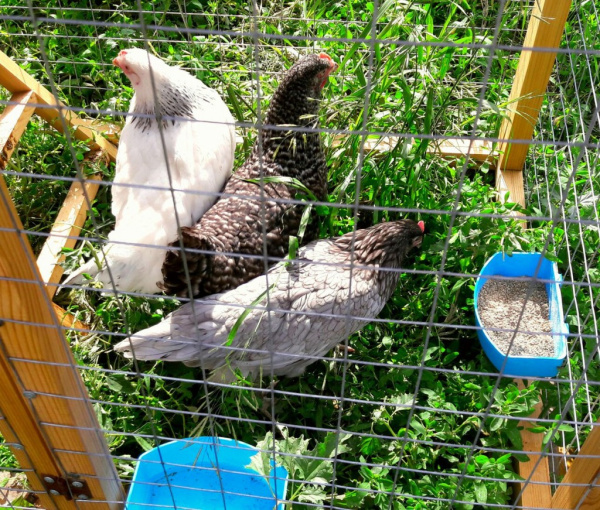 Курятник 74bf-КД5