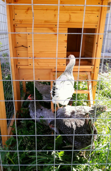 Курятник 74bf-КД5