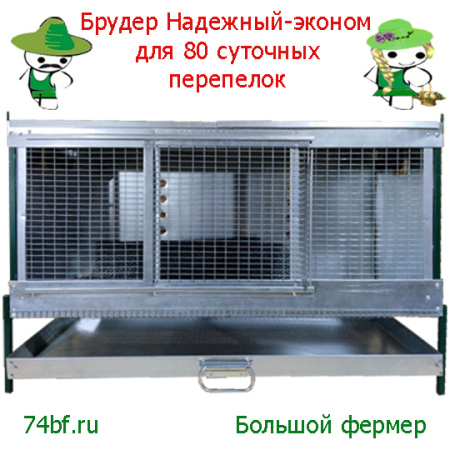 Брудер для перепелок "Надежный-эконом"