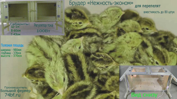 Брудер "Нежность-эконом" для перепелят