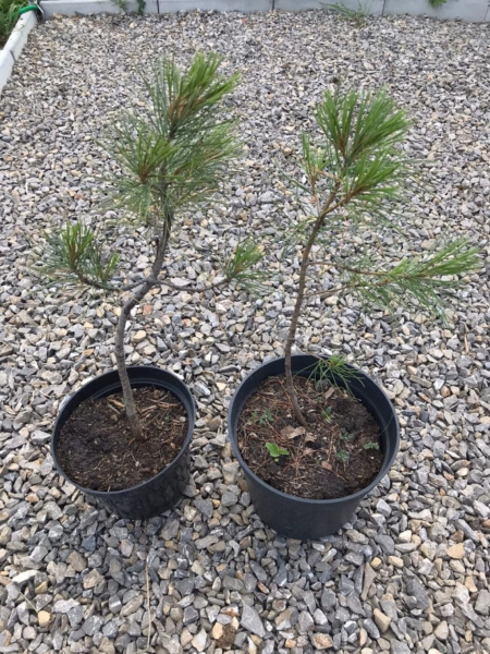 Саженцы кедра сибирского