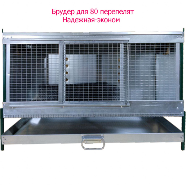 Брудер для перепелят "Надежный-эконом"