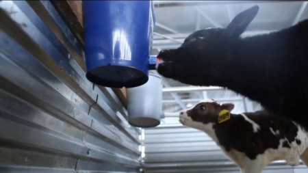 Ведро "Одна соска" для телят