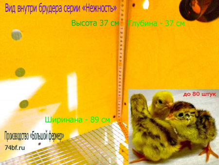 Брудер клетка "Нежность-эконом" для перепелов
