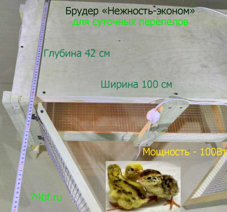 Брудер "Нежность-эконом" для перепелов