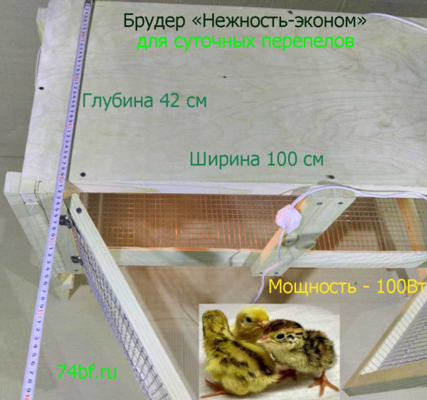 Брудер "Нежность-эконом" для перепелов