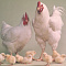 Товары для бройлеров