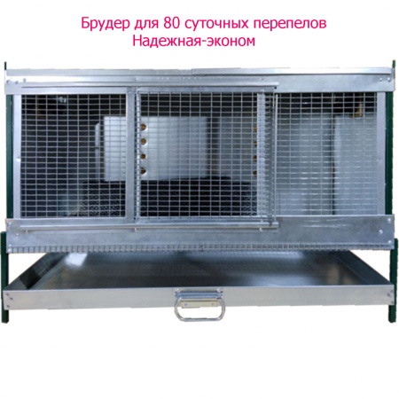 Брудер для перепелов "Надежный-эконом"