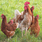 Товары для кур несушек