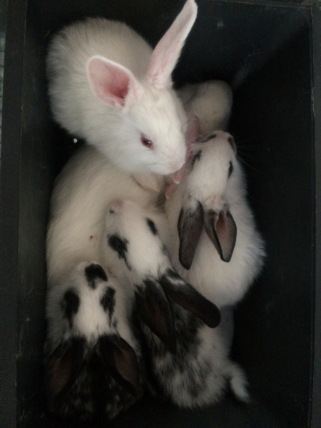 Клетка "КМ6С-кроль-стандарт" для кролиководства Клетка "КМ6С-кроль-стандарт" для кролиководства