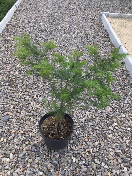 Саженцы кедра привитого