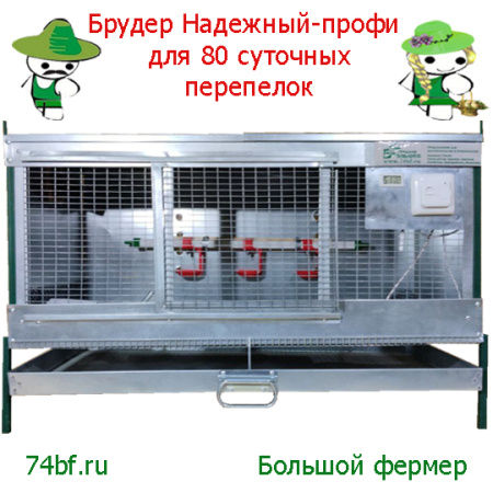 Брудер для перепелок "Надежный-профи"