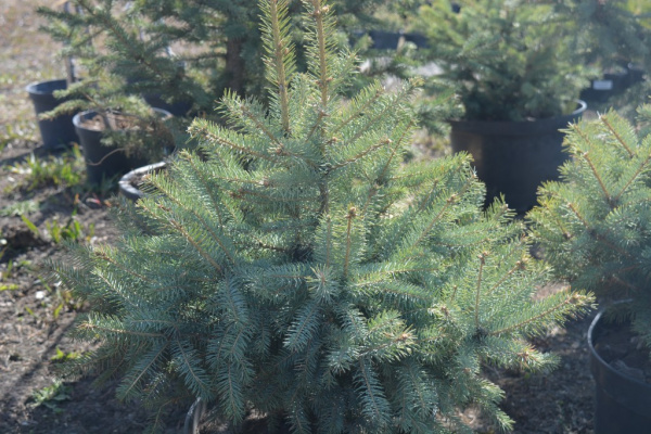 Голубая ель саженцы ЗКС 30-40 см.